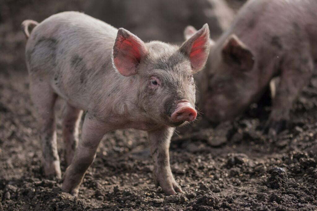 piglets on mud