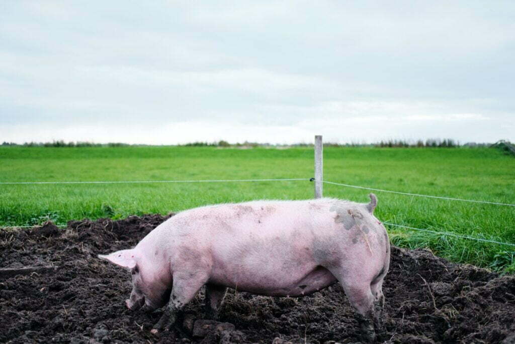 pink pig on green grass field during daytime