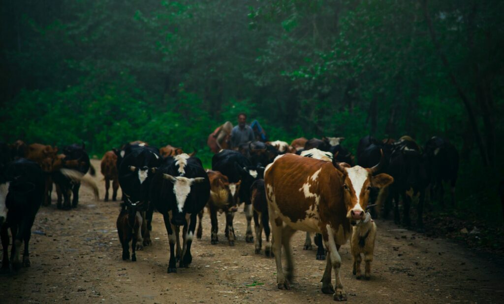 herd of cow on brown field during daytime