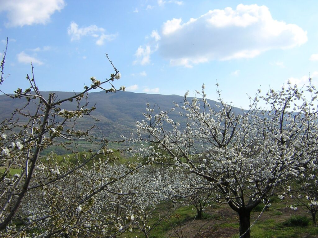 cerezos en flor valle del jerte