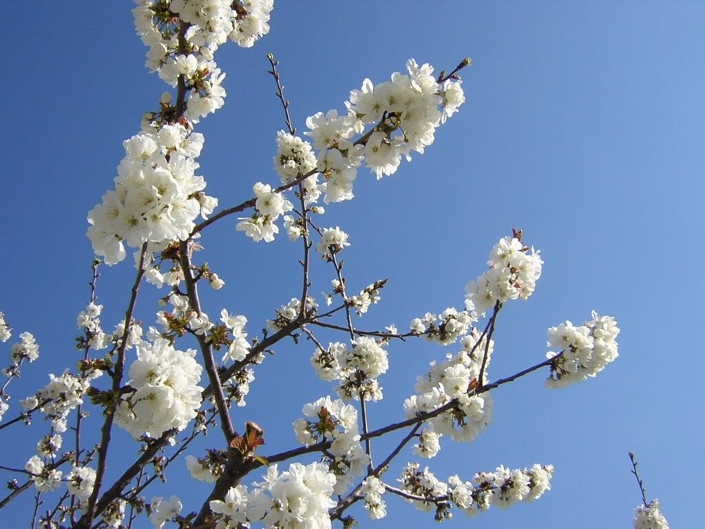 cerezos en flor valle del jerte