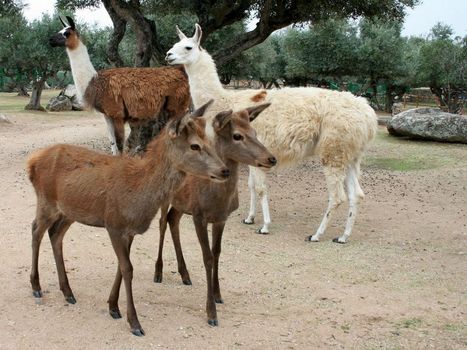 Zoo Safari Fauna Aventura, ocio para los más pequeños a menos de 30 minutos de Talavera 