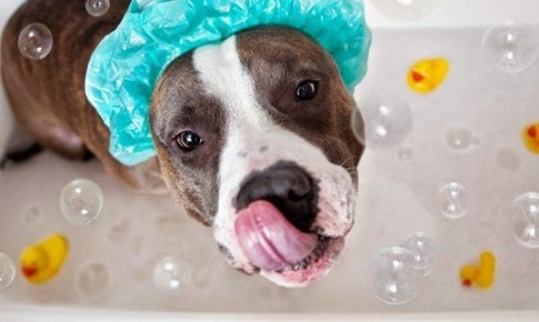 ¿Cada cuanto puedo bañar a mi perro?  – Por Estefanía del Pino