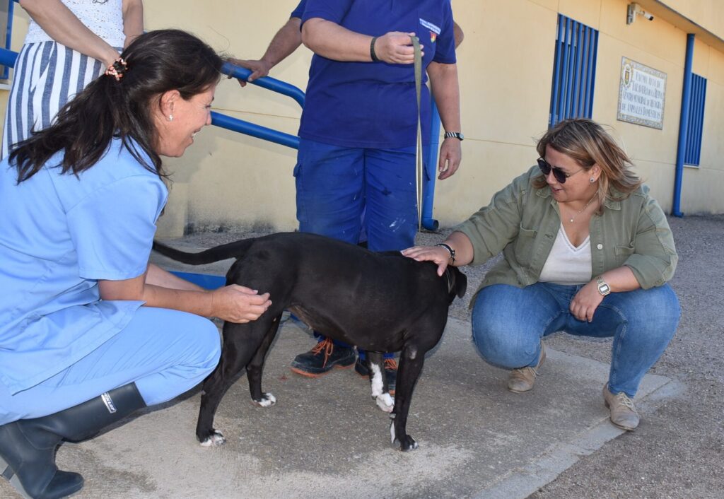 Este verano no abandones y adopta