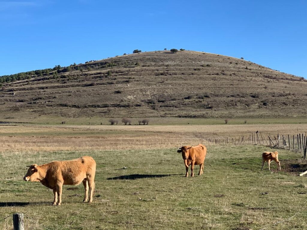 Ayudas a agricultores y ganaderos con compromisos ambientales 