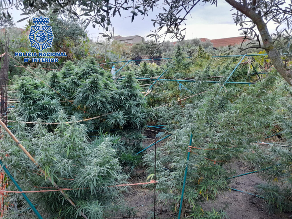 Cultivos de marihuana en Velada 