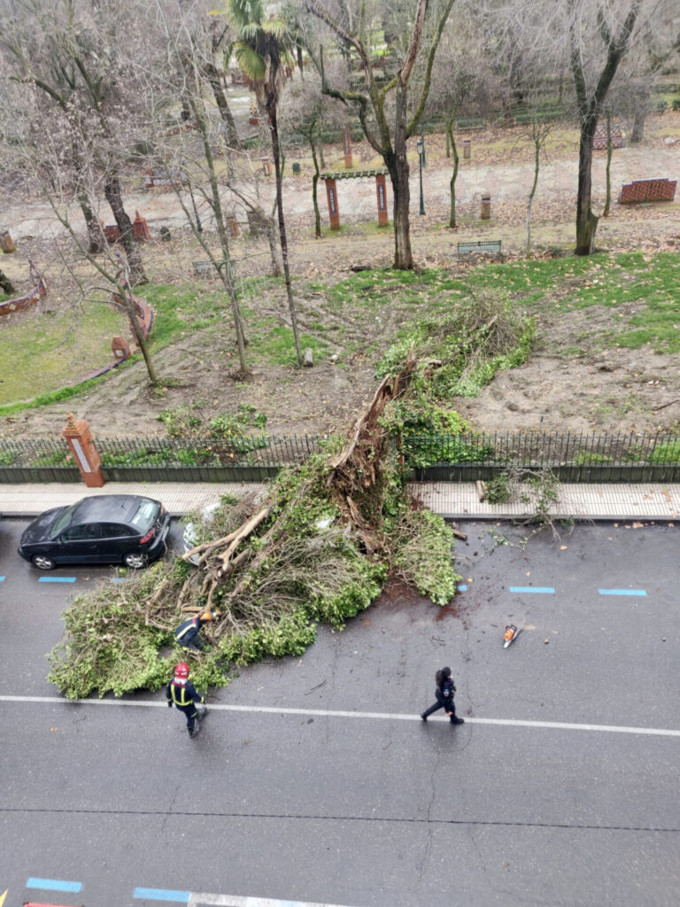 Delgado critica que la tala sin control del Prado provoca que árboles podridos se caigan y destrocen coches y los sanos se corten 