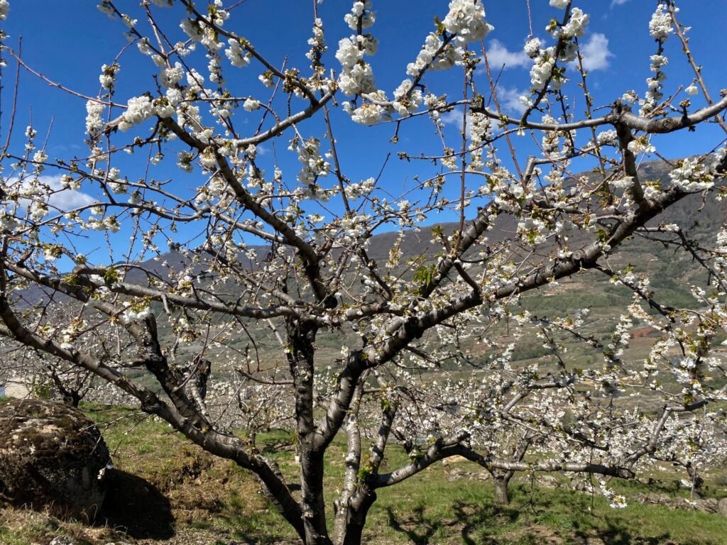 Cherry tree 