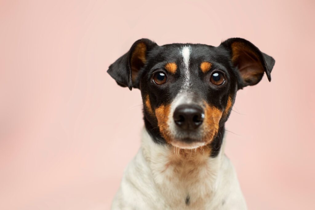 black and white short coated dog