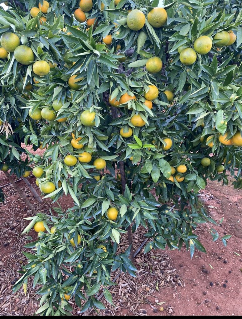 Dulcitas: Naranjas y clementinas directamente del campo a la mesa desde Valencia