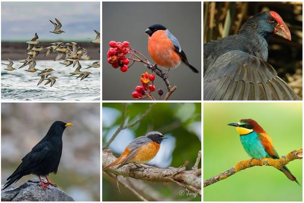 El Campeonato Mundial de Ornitología traerá a Talavera a casi 50 países