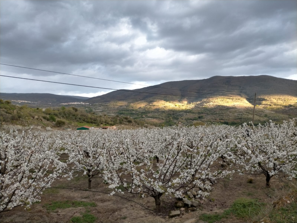 El Valle del Jerte: programaciones, fechas clave y todo lo que debes saber para disfrutarlo Explosión de cerezos en flor en el Valle del Jerte: una belleza efímera