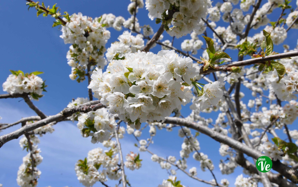 Qué hacer hoy en Talavera, martes 21 de marzo: Taller para padres, cine de estreno, cerezos en flor y mucho más...