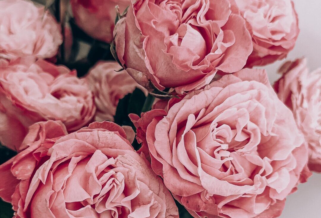 pink roses in close up photography