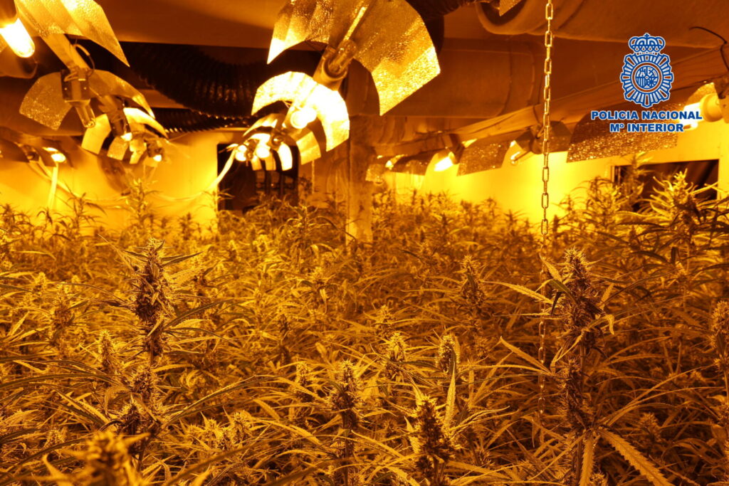 Descubierta una plantación de marihuana capaz de producir más de dos toneladas de droga al año