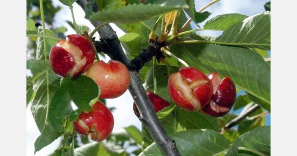 Devastadoras lluvias arruinan 80% de la cosecha de cerezas en el Valle del Jerte