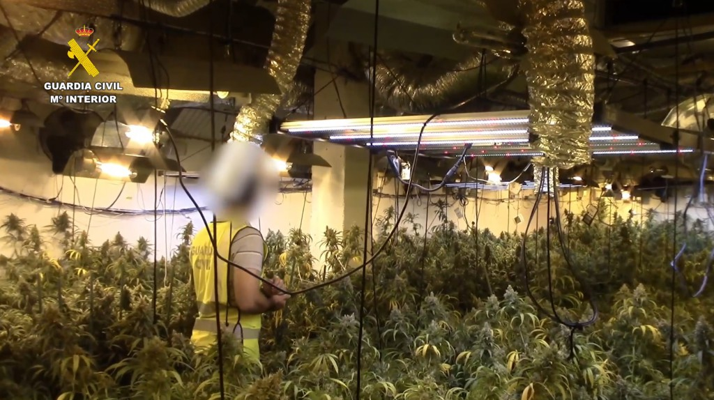 ¡Golpe al narcotráfico! Desmantelan mega plantación de marihuana con 3.000 plantas