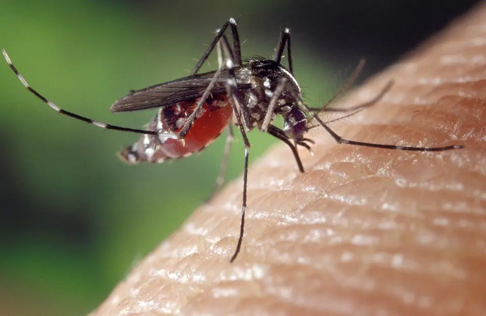 Combatiendo las plagas: Autoridades municipales se unen para proteger a la ciudad de insectos y roedores