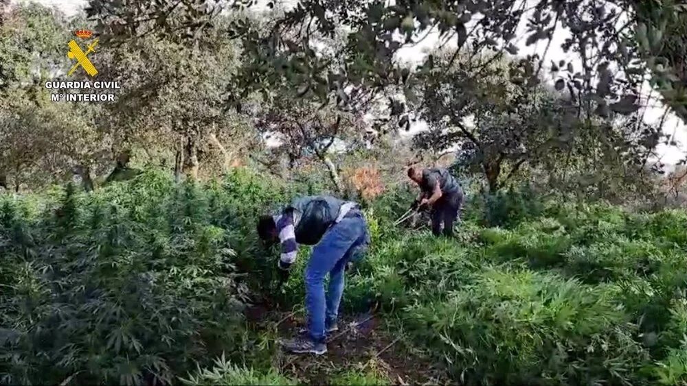Tres talaveranos detenidos tras hallazgo de más de 2000 plantas de marihuana