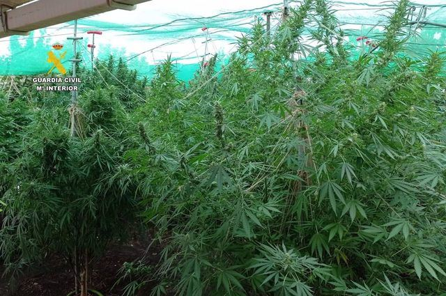 Operación 'Hard Green': Desmantelan cultivo ilegal de marihuana y detienen a dos personas