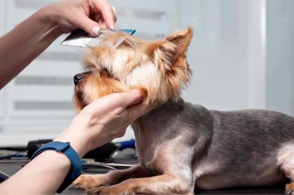 Oferta de empleo en Talavera: Se necesita especialista peluquería canina