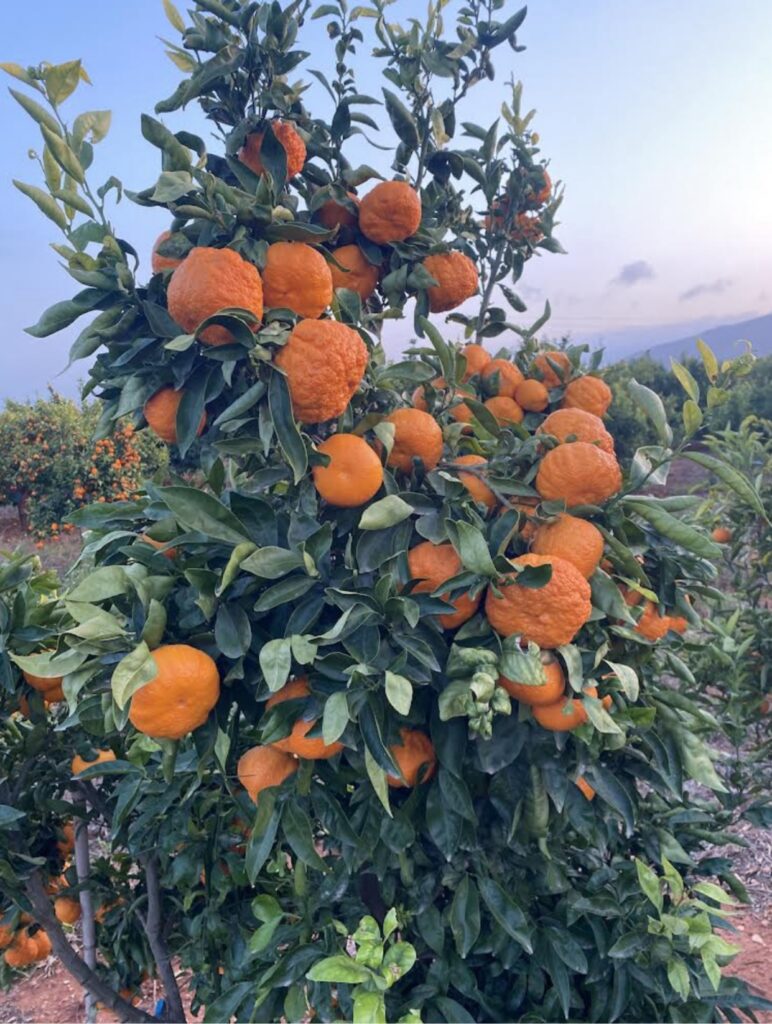 Dulcitas: Naranjas y clementinas directamente del campo a la mesa desde Valencia