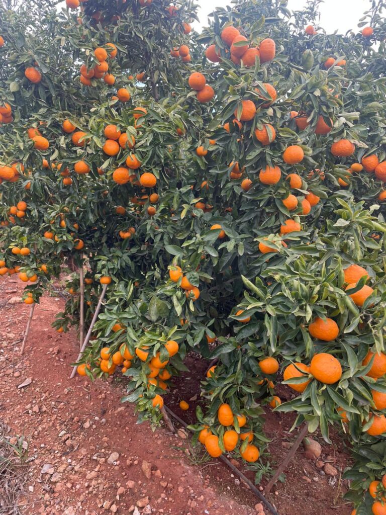 Dulcitas: Naranjas y clementinas directamente del campo a la mesa desde Valencia
