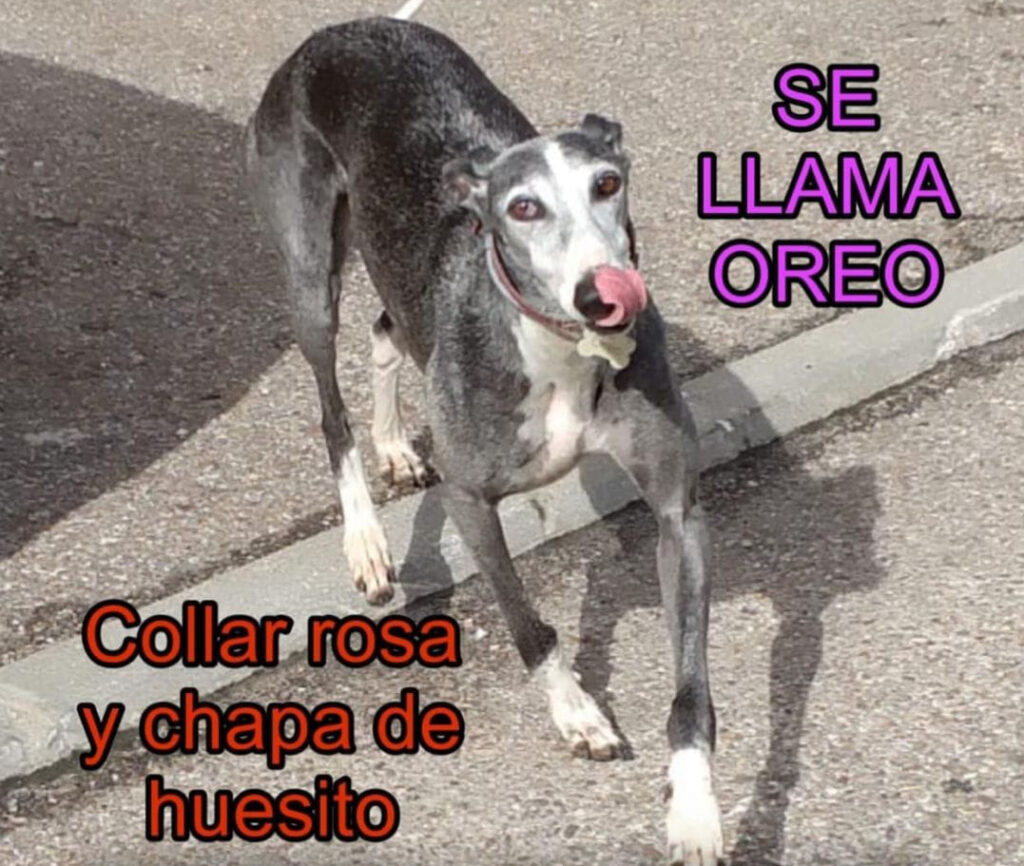 ¡Urgente! Se busca perra perdida en Talavera que necesita medicación