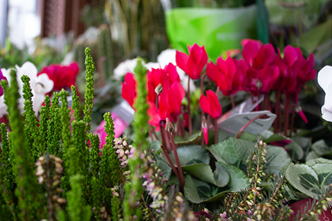 Detalle de plantas