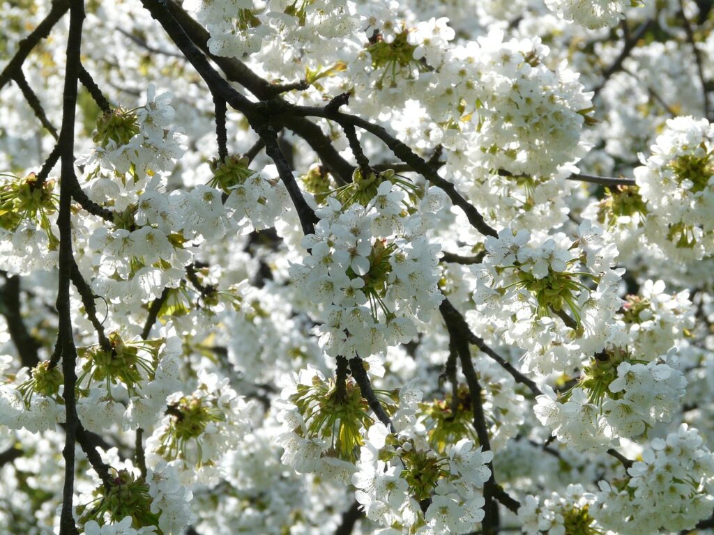 Los cerezos en flor del Valle del Tietar a menos de 1 hora de Talavera