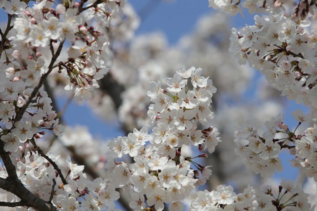 Valle del Jerte: la floración de los cerezos 2024