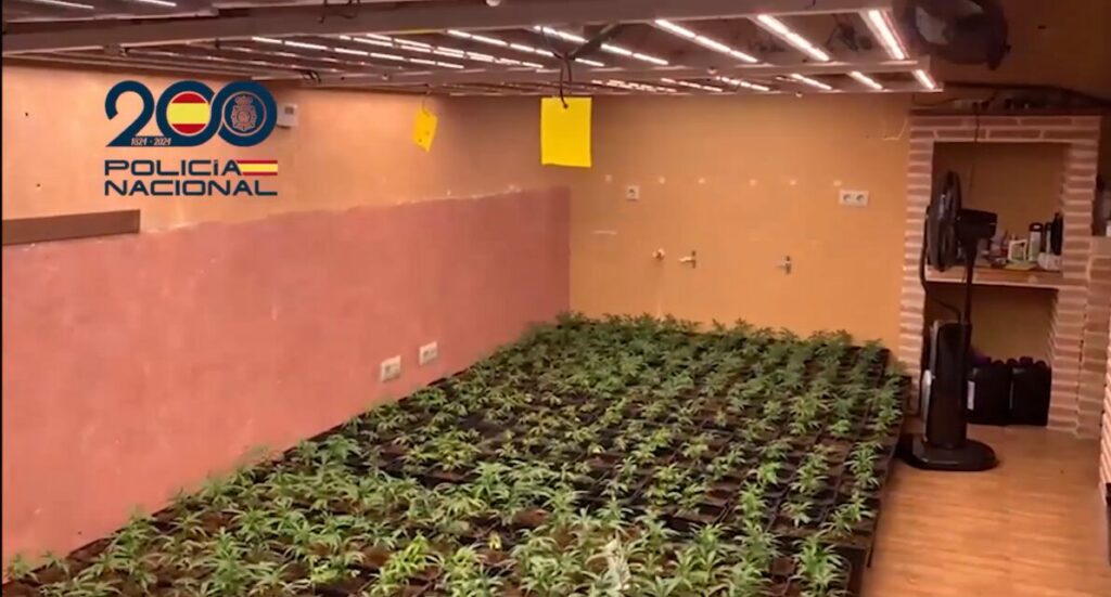 La Policía Nacional libera 3 víctimas en plantaciones de marihuana