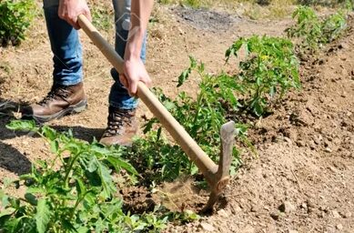 Oferta: Se necesitan peones de replantación de terreno