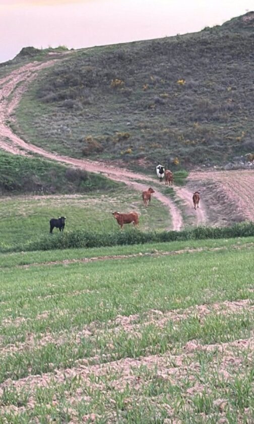 Dos pueblos en alerta tras escaparse reses bravas de una ganadería