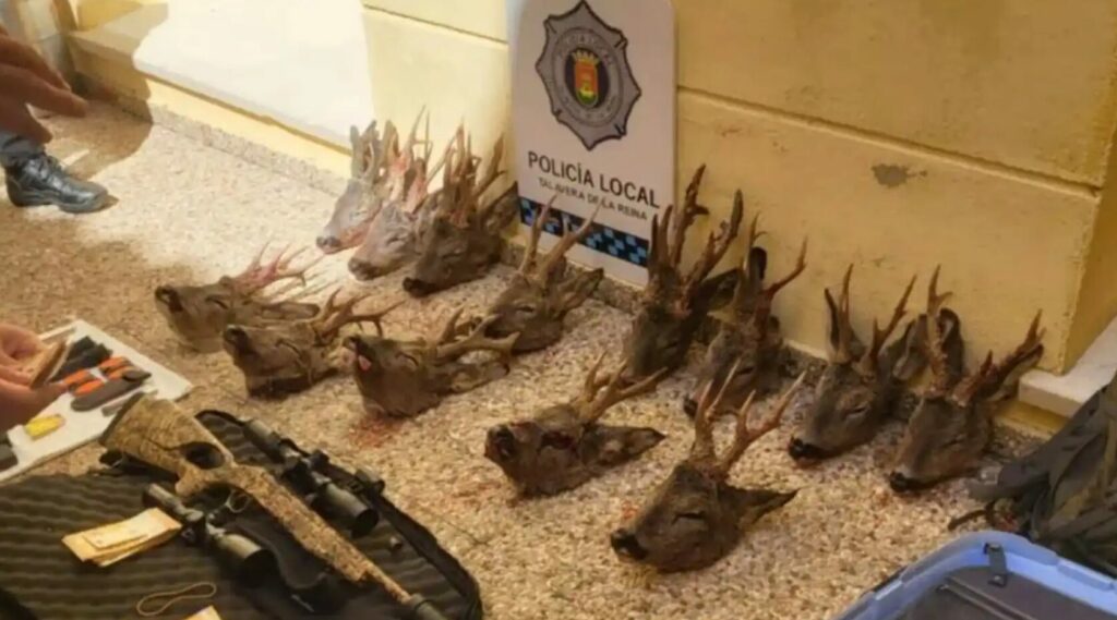 Dos investigados en Talavera por caza furtiva de 13 corzos en Soria