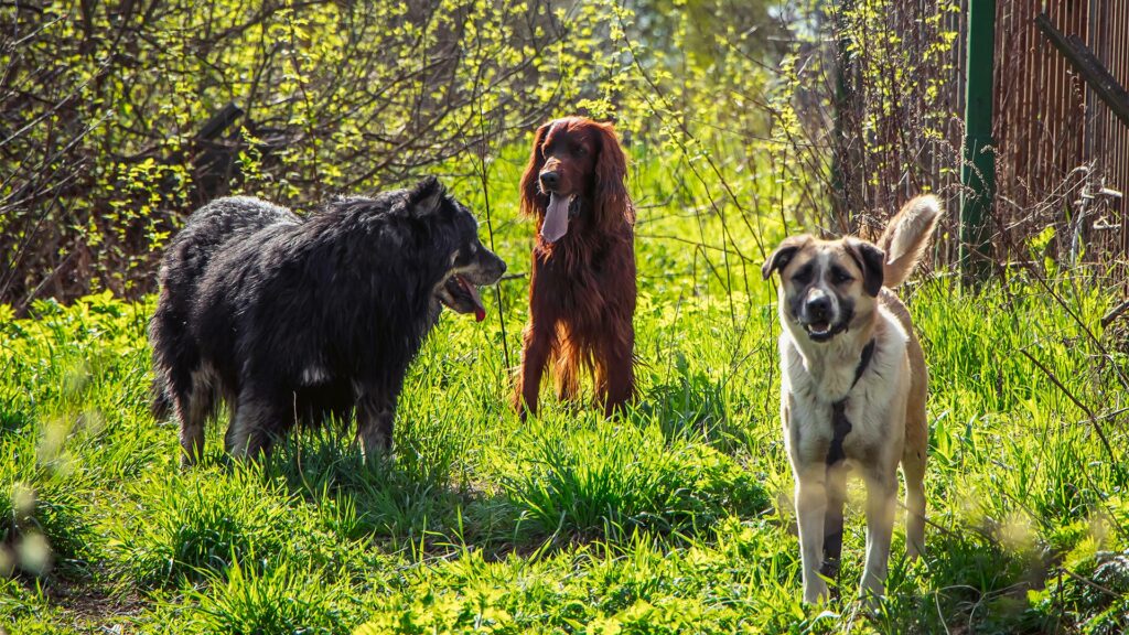 Mascotas y garrapatas: consejos clave