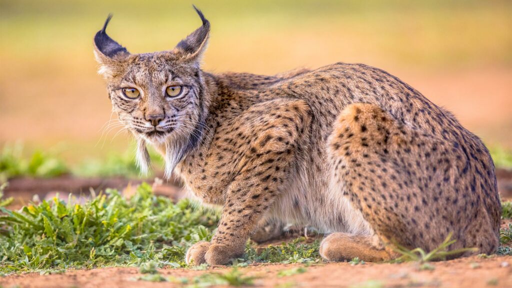 Castilla-La Mancha lidera el censo de linces ibéricos