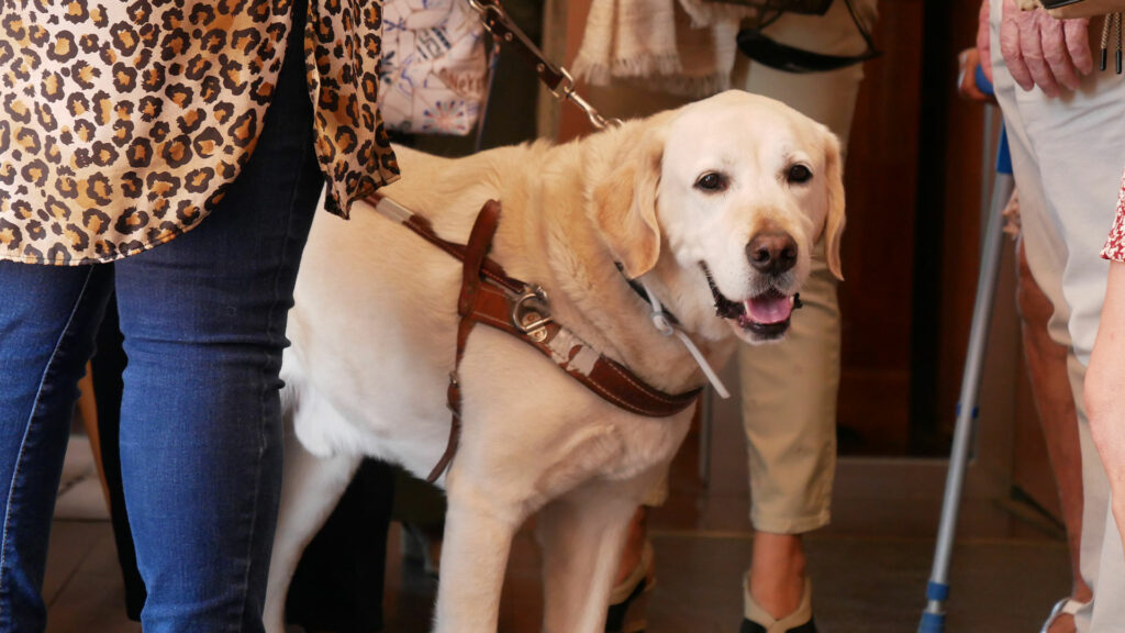 Come con tu mascota en Talavera