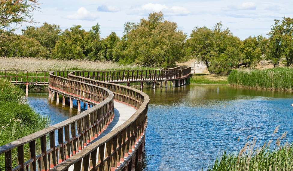 Las Tablas de Daimiel viven una “explosión de vida”