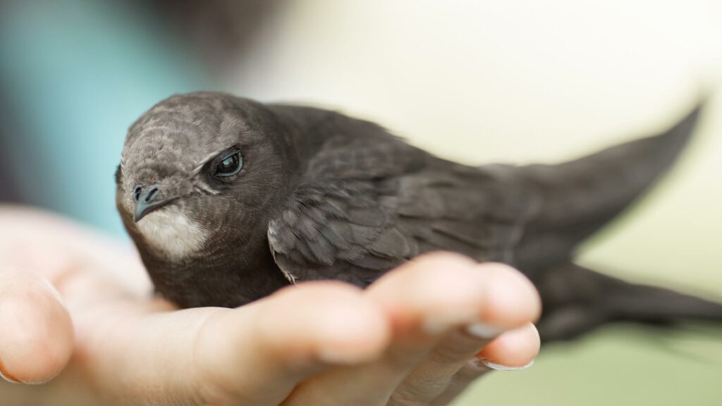 La ola de calor y el riesgo que supone en las aves de Talavera