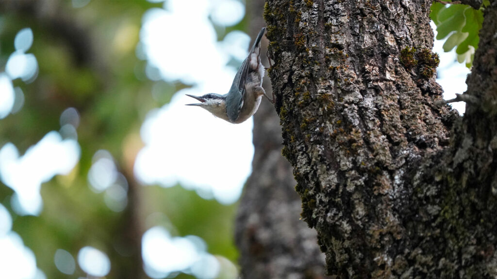 El trepador azul: un acróbata forestal