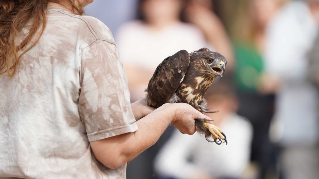 Más de 600 personas participaron en el Día de las Aves en Talavera
