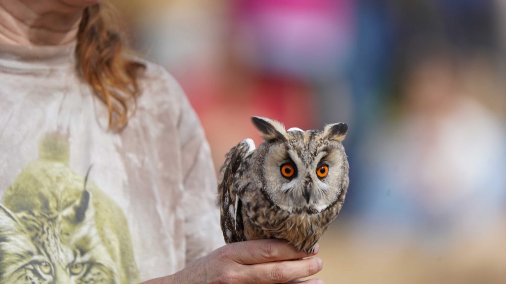 Más de 600 personas participaron en el Día de las Aves en Talavera