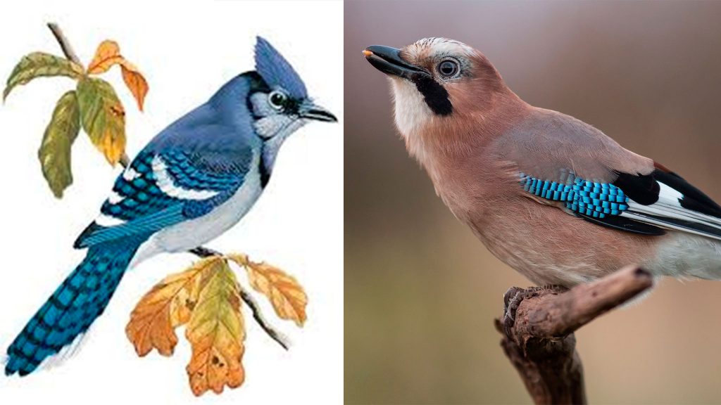 Aves del entorno de Talavera parecidos a los de Harry Potter