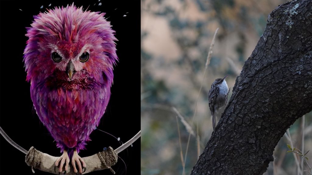 Aves del entorno de Talavera parecidos a los de Harry Potter