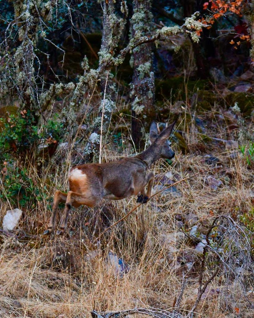 La Berrea en Castilla-La Mancha: Un espectáculo natural cerca de Talavera