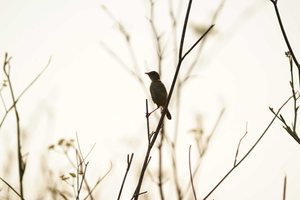 Pájaros que podemos ver en Talavera durante el otoño
