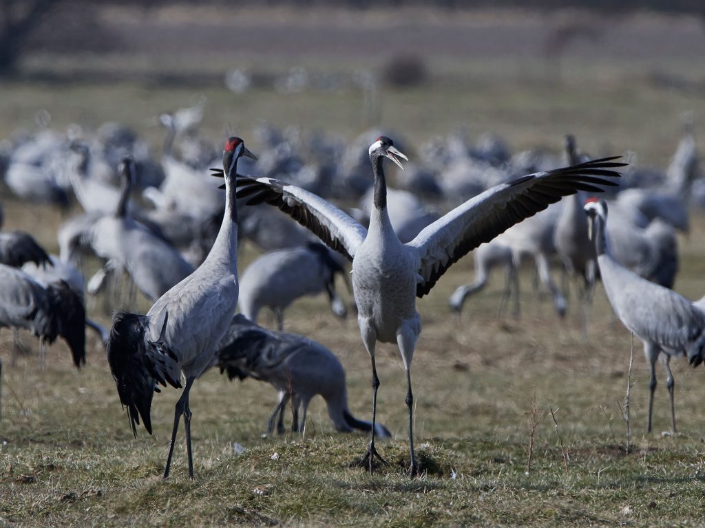 La gripe aviar afecta a miles de aves silvestres