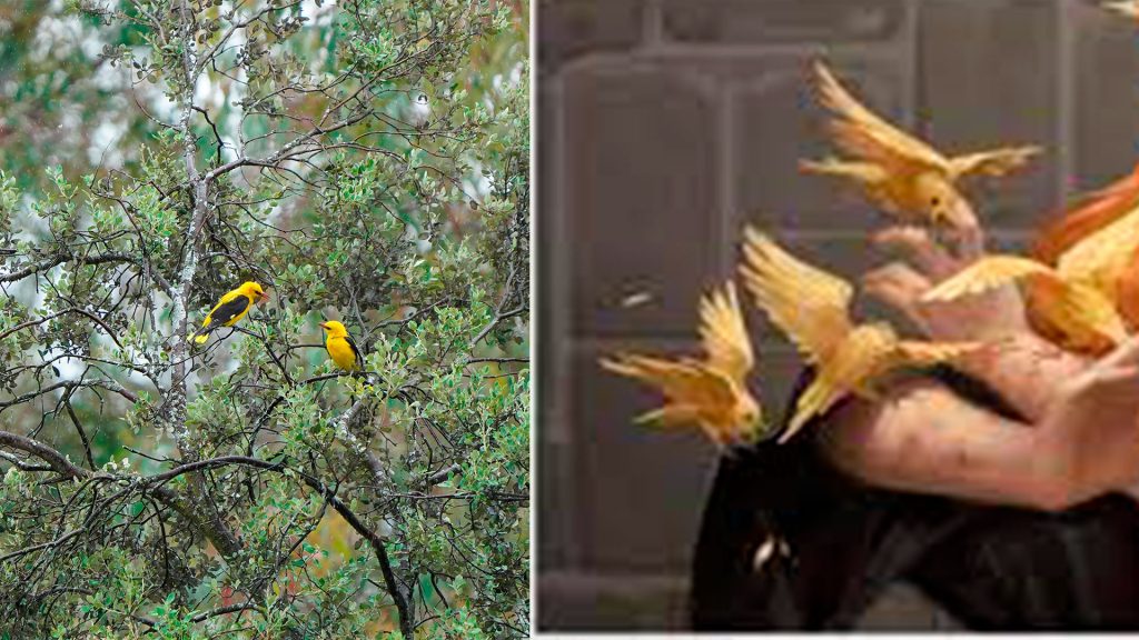 Aves del entorno de Talavera parecidos a los de Harry Potter