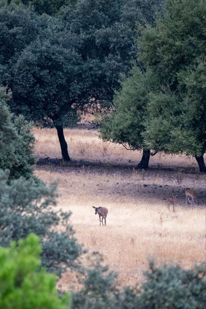 La Berrea en Castilla-La Mancha: Un espectáculo natural cerca de Talavera